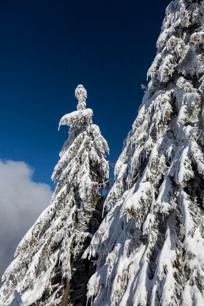 Szenisches Bild des schneebedeckten Fichtenbaums Frostiger Tag ruhige winterliche Szene