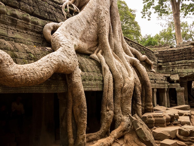 Ta Prohm Tempel in Angkor Thom Kambodscha