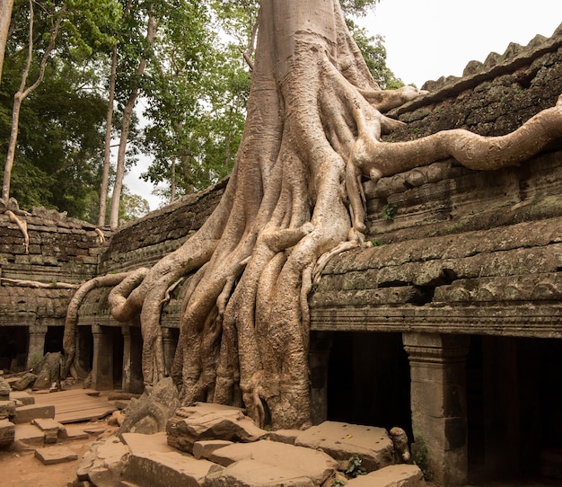 Ta Prohm Tempel in Angkor Thom Kambodscha