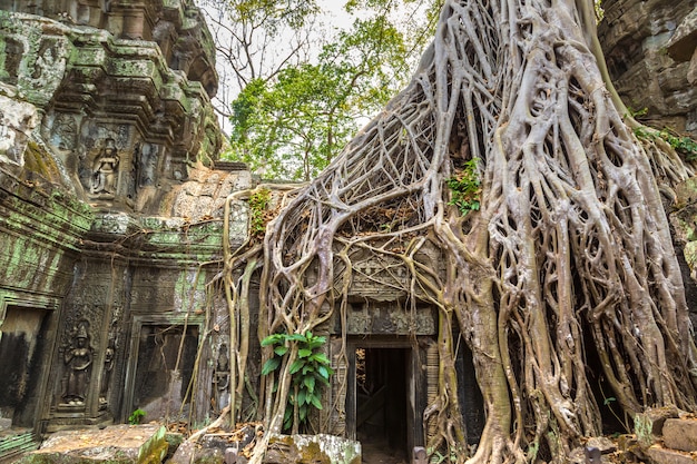 Ta Prohm Tempel in Angkor Wat, Kambodscha