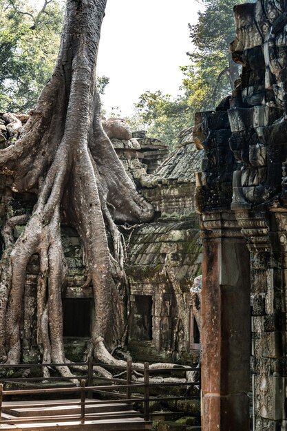 Ta Prohm Tempel in der Nähe von Angkor Wat Kambodscha