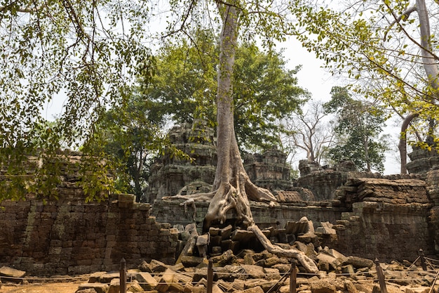 Ta Prohm templo, Angkor Wat, Camboja