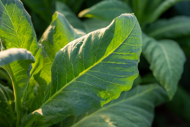 Tabaco de folhas verdes em um campo de tabaco turva