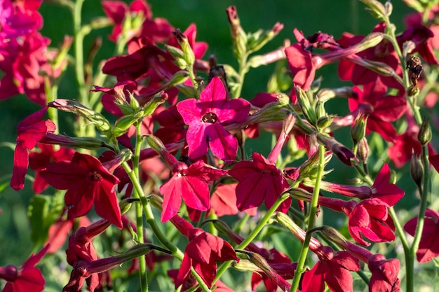 Tabaco persa Nicotiana alata planta con flores rojas que crece en el jardín