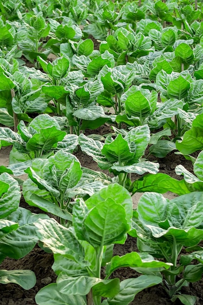 el tabaco verde crece en una granja de tabaco. concepto de cultivo de tabaco