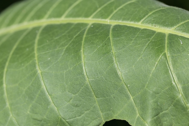 Tabakgroße Blattkulturen, die im Tabakplantagenfeld wachsen