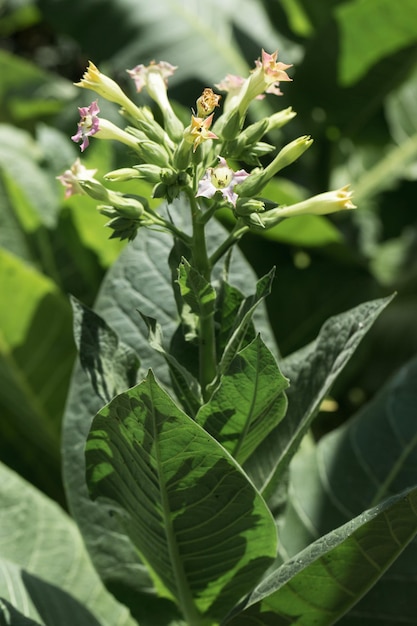 Tabakpflanzen mit großen Blättern, die auf dem Tabakplantagenfeld wachsen Viele zarte rosafarbene Blüten der Nikotinpflanze