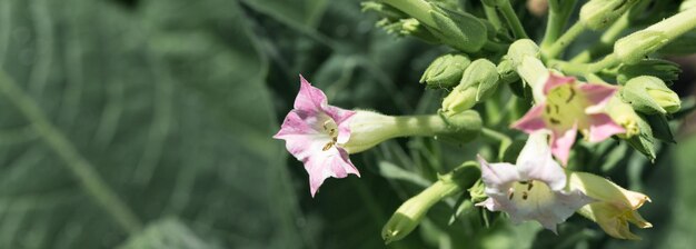 Tabakpflanzen mit großen blättern, die auf dem tabakplantagenfeld wachsen viele zarte rosafarbene blüten der nikotinpflanze