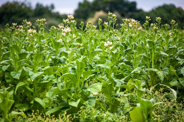 Tabakplantage auf dem Feld wächst