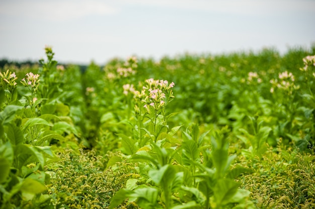 Tabakplantage auf dem Feld wächst