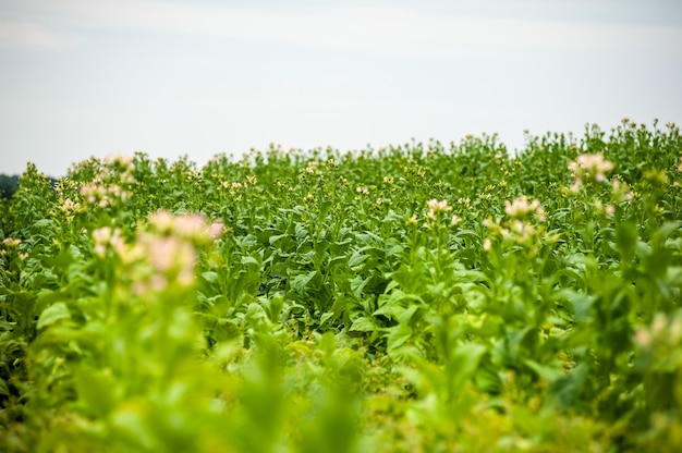 Tabakplantage auf dem Feld wächst