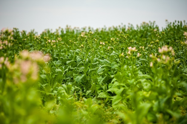 Tabakplantage auf dem Feld wächst