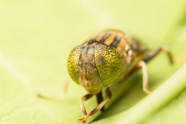 Tabanus sulcifrons gelbe Augen