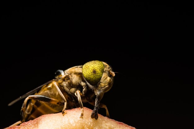 Tabanus sulcifrons gelbe Augen