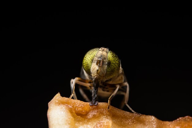 Tabanus sulcifrons ojos amarillos