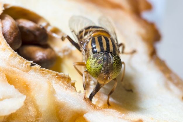 Tabanus sulcifrons ojos amarillos