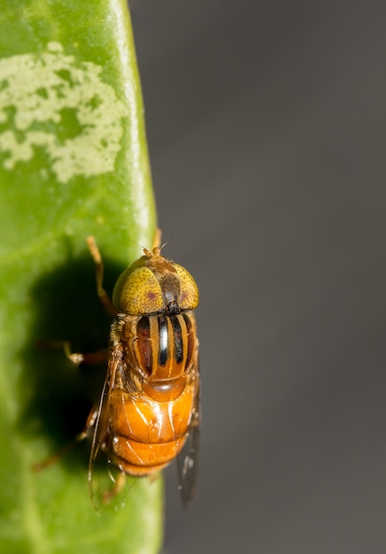 Tabanus sulcifrons olhos amarelos