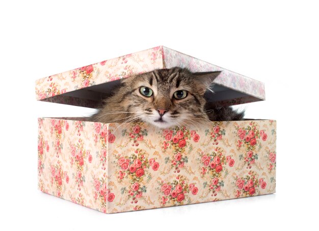 Tabbige Katze