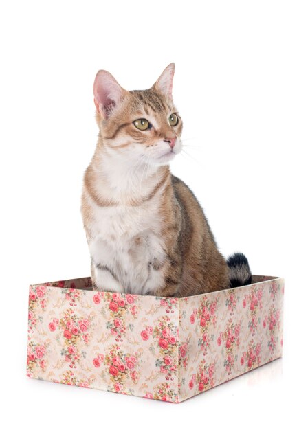 Tabbige Katze