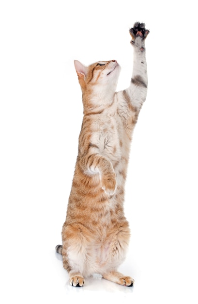 Tabbige Katze