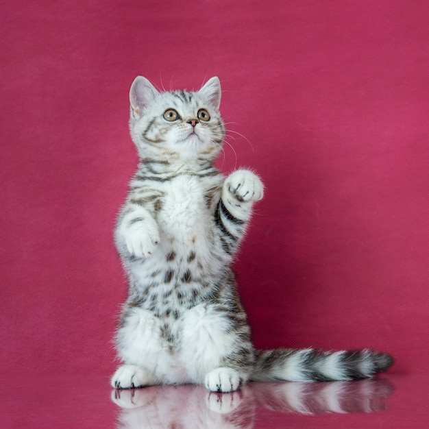 Tabby britânico shorthair gatinho jogando