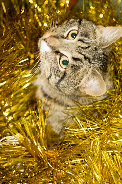 Tabby Cat und Yellow Tinsel