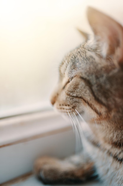 Foto tabby-hauskatze schläft faul, haustier sitzt in der nähe des fensters, tierporträt, sonnenlicht hinein