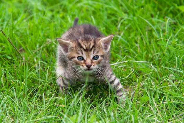 Tabby im Gras