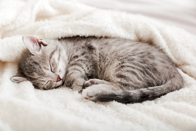 Tabby Kätzchen schlafen zusammengerollt auf einer weißen weichen Decke