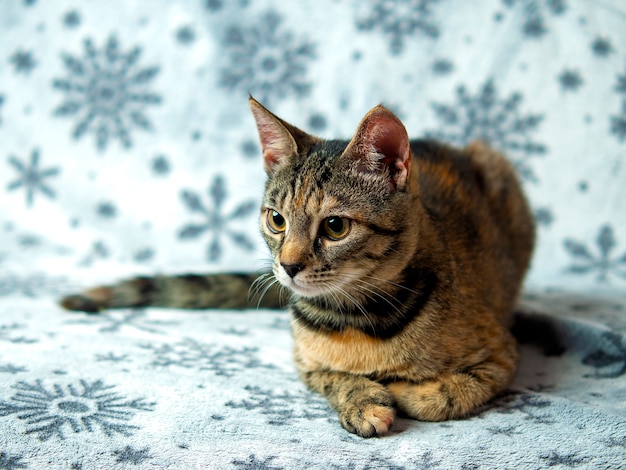 Tabby-Kätzchen sitzt auf gemusterter Couch