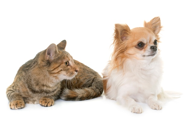 Tabby Kätzchen und Chihuahua