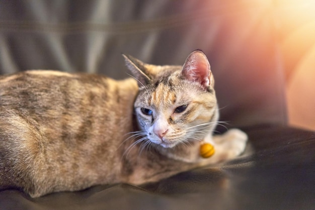 Tabby-Katze auf Kissen mit Sonne