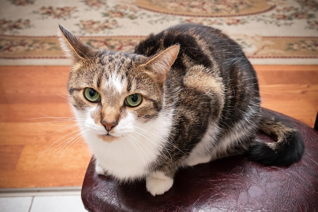 Tabby-Katze auf Stuhl in der Wohnung