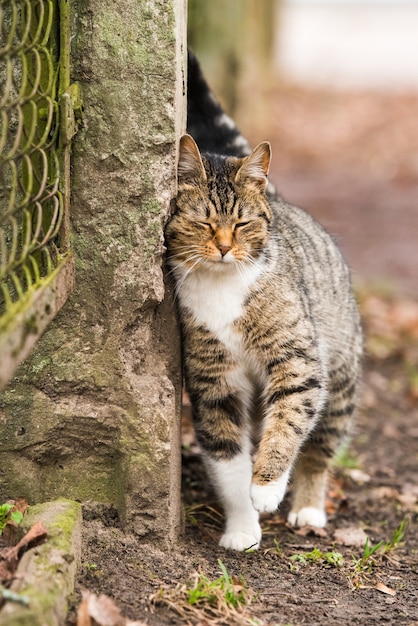 Tabby-Katze des Frühlingsmarsches nahe dem Zaun. Am Hintern und Liebkosungen auf dem alten Zaun.