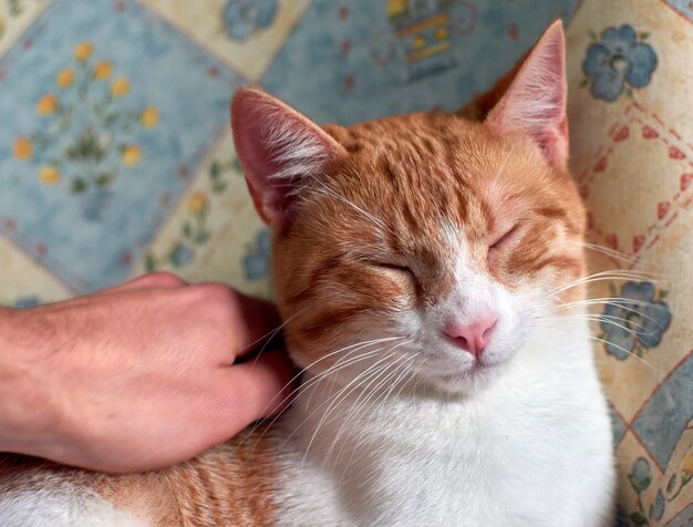 Tabby-Katze, die auf einem einzelnen Stuhl liegt, der von seinem Besitzer Haustier ist