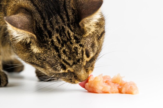 Tabby-Katze, die rohes Hühnerfleisch auf weißem Hintergrund isst