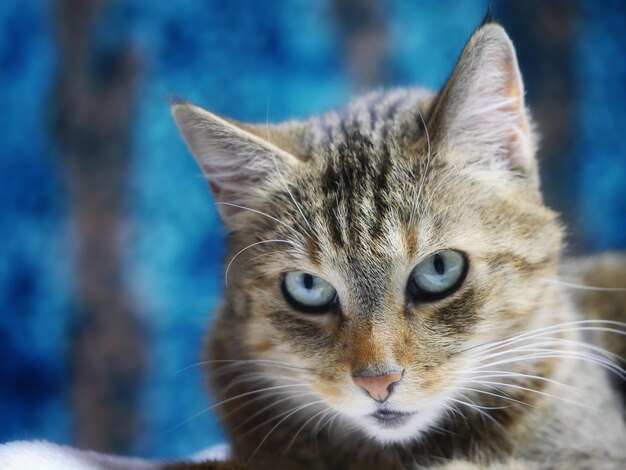 Foto tabby katze mit blauen augen