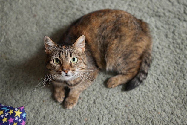 Tabby-Katze mit grünen Augen liegt bequem auf einem Teppich