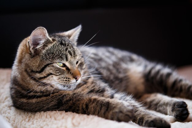 Tabby-Katze Nahaufnahme selektiver Fokus