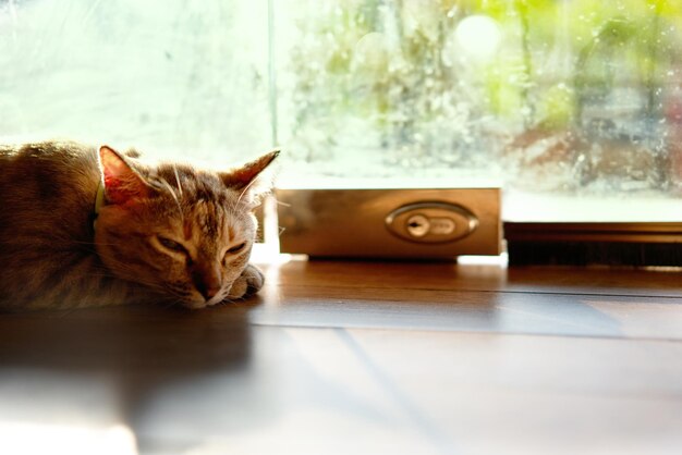 Tabby-Katze schläft auf dem Boden mit Sonne