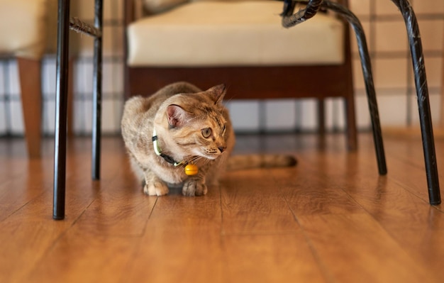 Tabby-Katze sitzt unter dem Stuhl