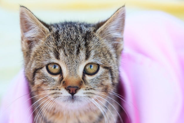 Tabby Kitten mit rosa Decke