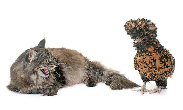 Tabby maine coon e frango