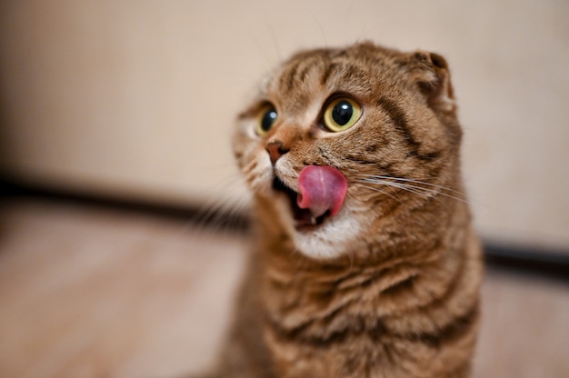 Foto tabby scottish fold cat con la boca abierta y la lengua afuera esperando comida. dieta saludable para gatos