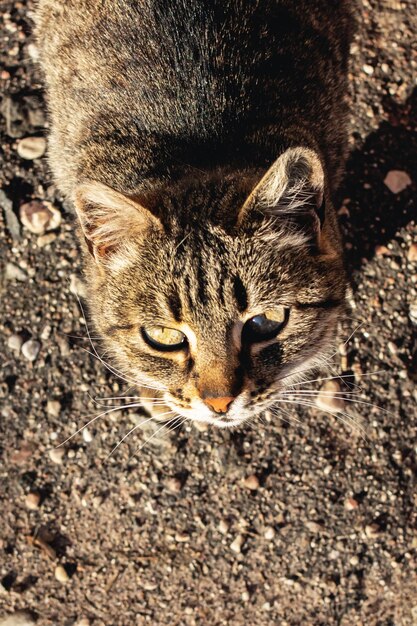 Foto tabby streunende katze auf dem bürgersteig aus nächster nähe