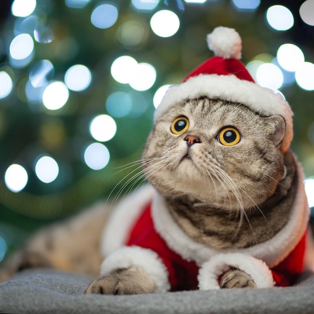 Foto tabby und die glückliche katze.