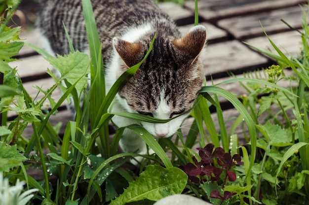 Tabbykatze in der Nahaufnahme des grünen Grases