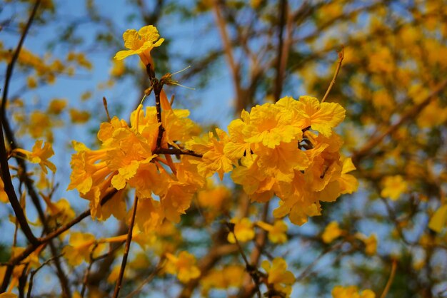 Tabebuia chrysantha nichols golden tree sebo pui