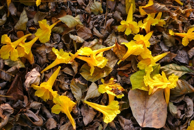 Tabebuia chrysantha Nichols Golden Tree Sebo Pui