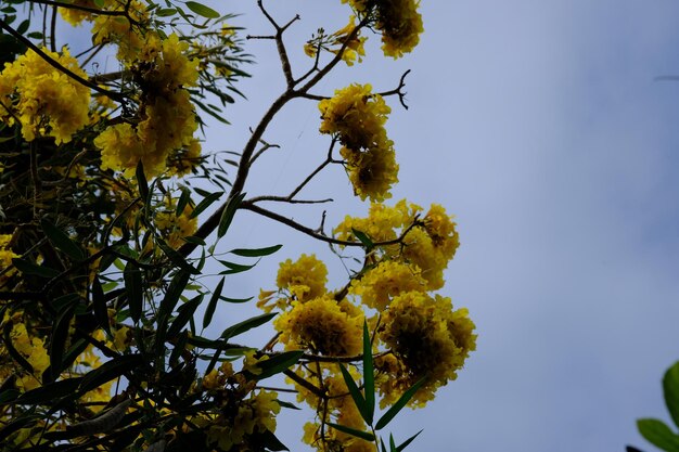 Tabebuia es un género de plantas con flores de la familia Bignoniaceae. árboles de flores de trompeta. amarillo.